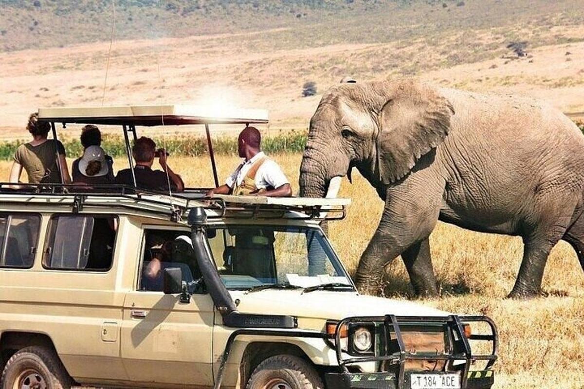 un grup de persones en un vehicle observant un elefant
