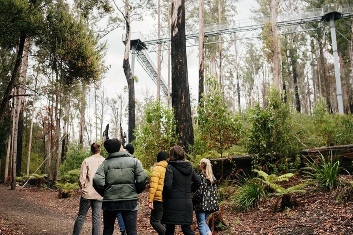 un gruppo di persone che cammina lungo un sentiero nel bosco