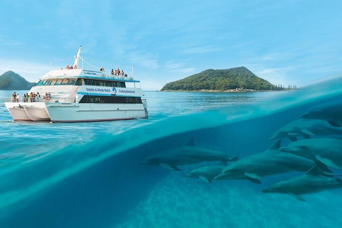 un gruppo di delfini che nuotano davanti a una barca