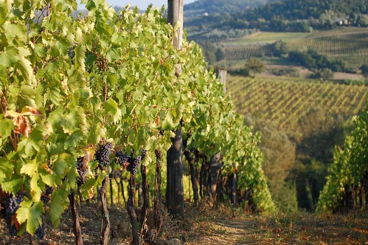 a row of grape vines in a vineyard
