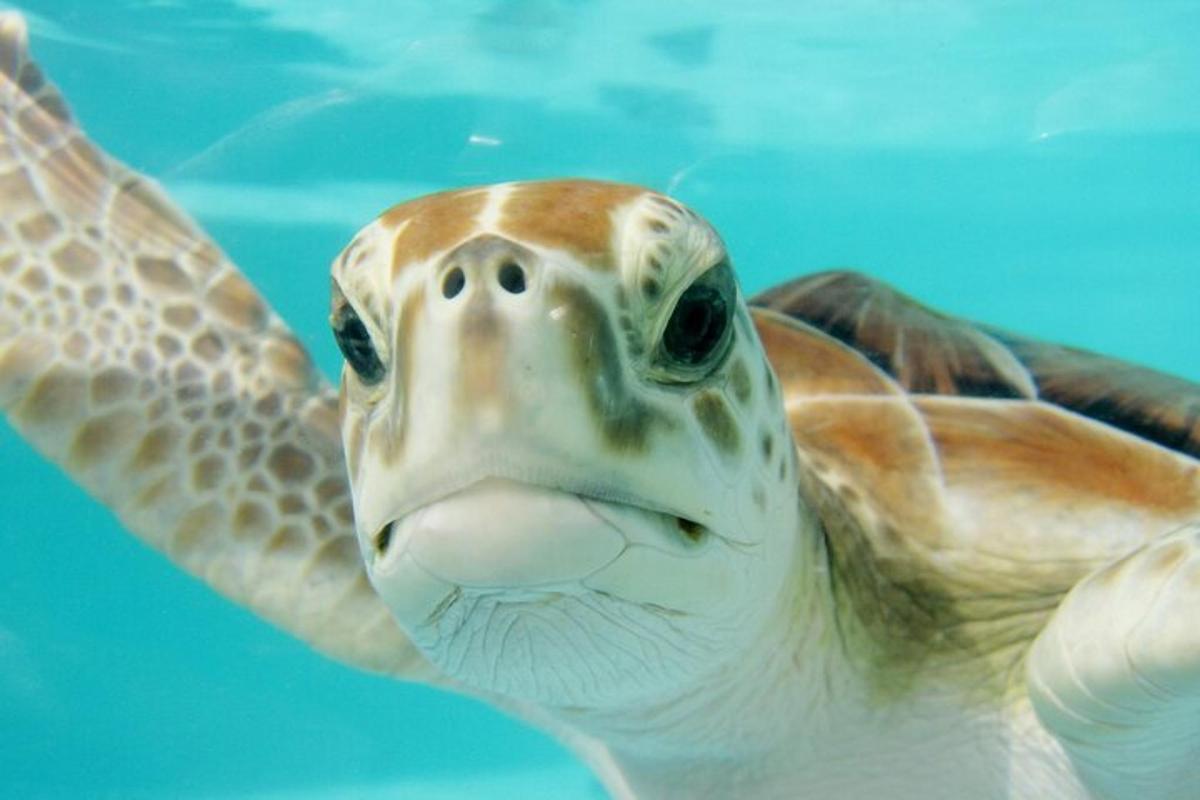 a green sea turtle swimming in the water