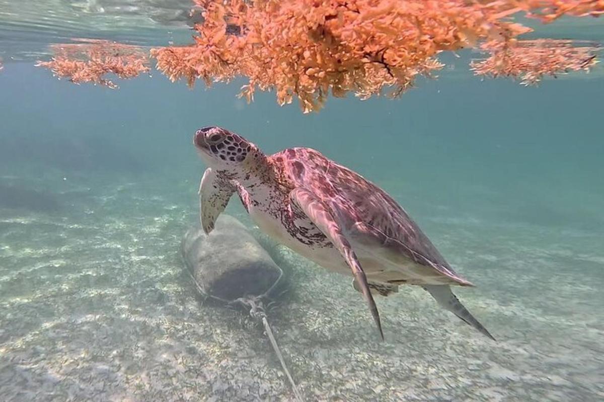 a bird is standing in the water