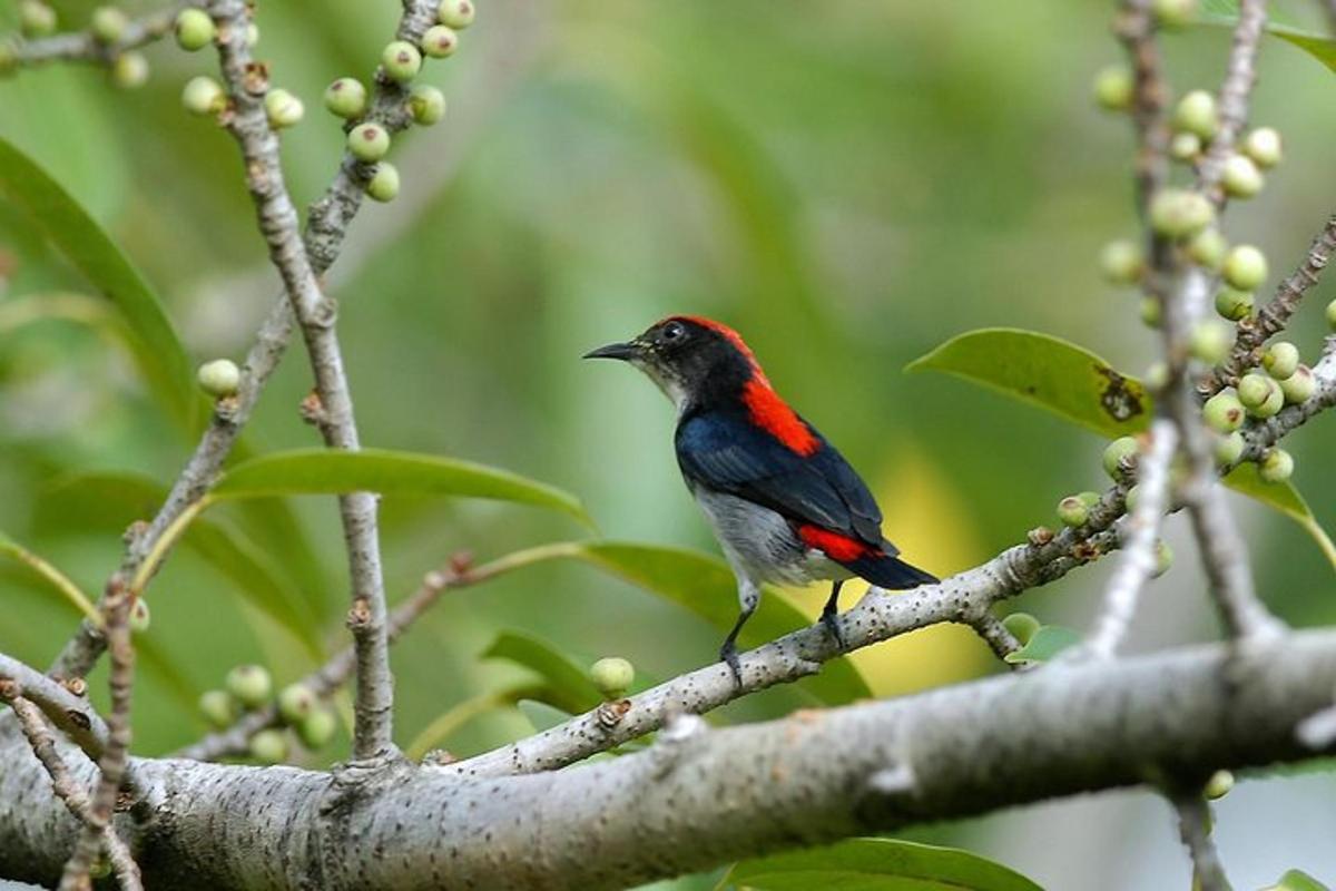 un ocell vermell i negre assegut en una branca d'arbre