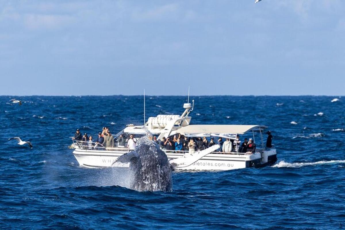 a dolphin in the water near a boat in the ocean