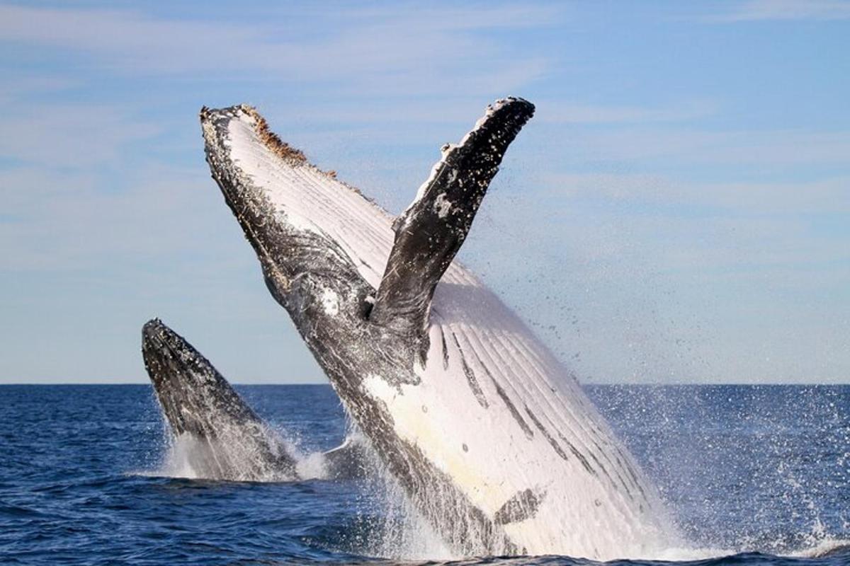 a pair of whales jumping out of the water