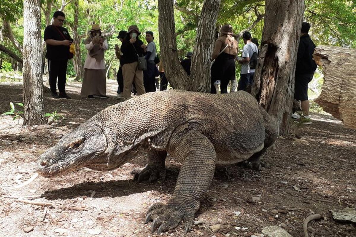 seekor reptilianuana besar berdiri di samping sekelompok orang