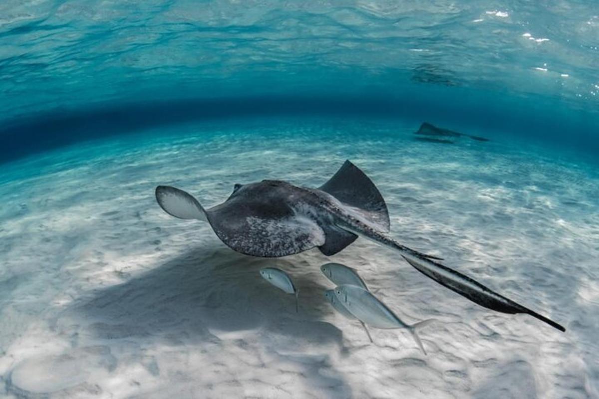 ikan pari berenang di air laut