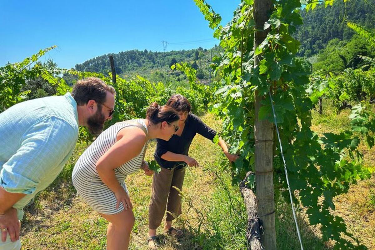 un couple de personnes debout dans un vignoble