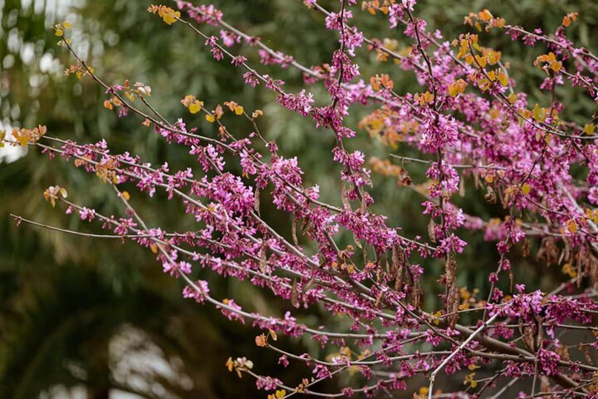 a bunch of pink flowers on a tree