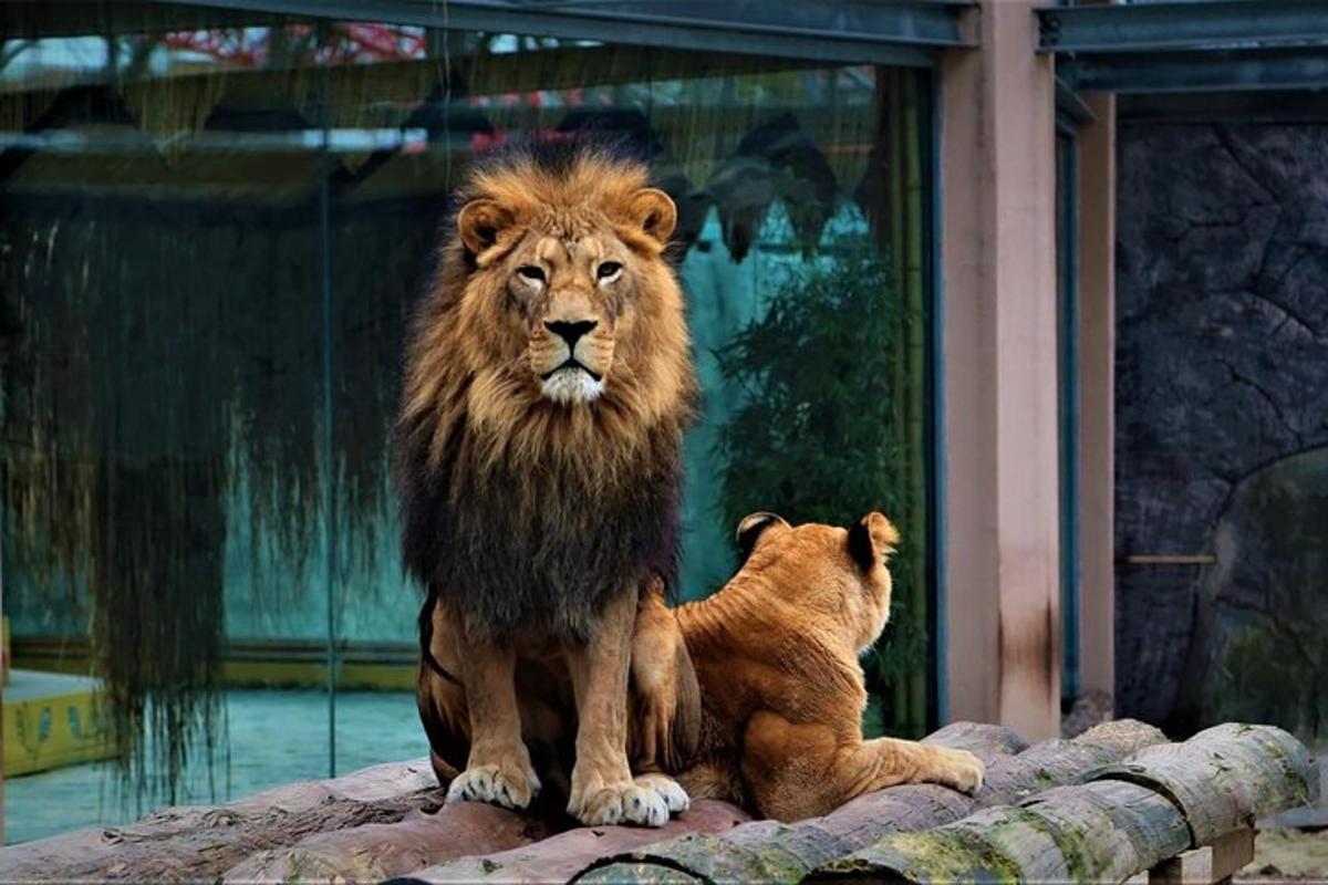 un leone e un cucciolo di leone seduti su una roccia