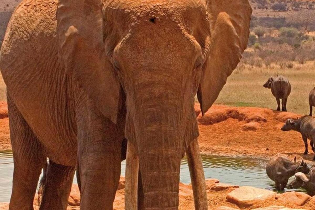 un elefant care stă lângă o apă