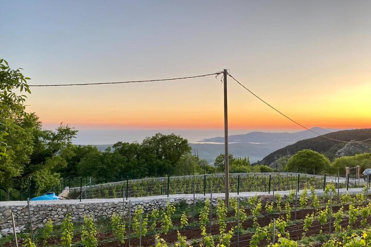 a vineyard with a sunset in the background