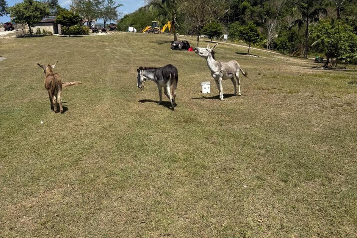 tre animali in piedi in un campo d'erba