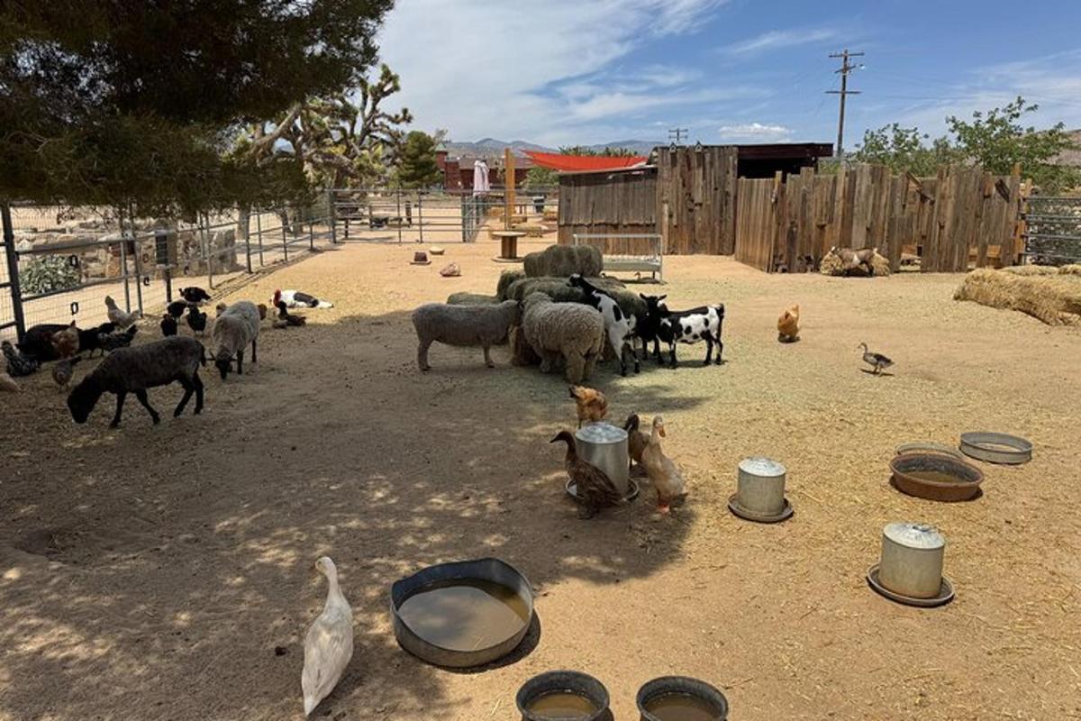 un gruppo di animali in piedi in un campo di terra