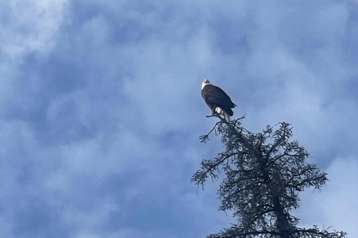 seekor burung hinggap di atas pokok