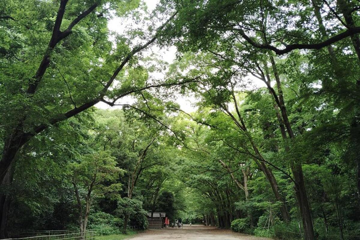 una strada sterrata attraverso una foresta di alberi