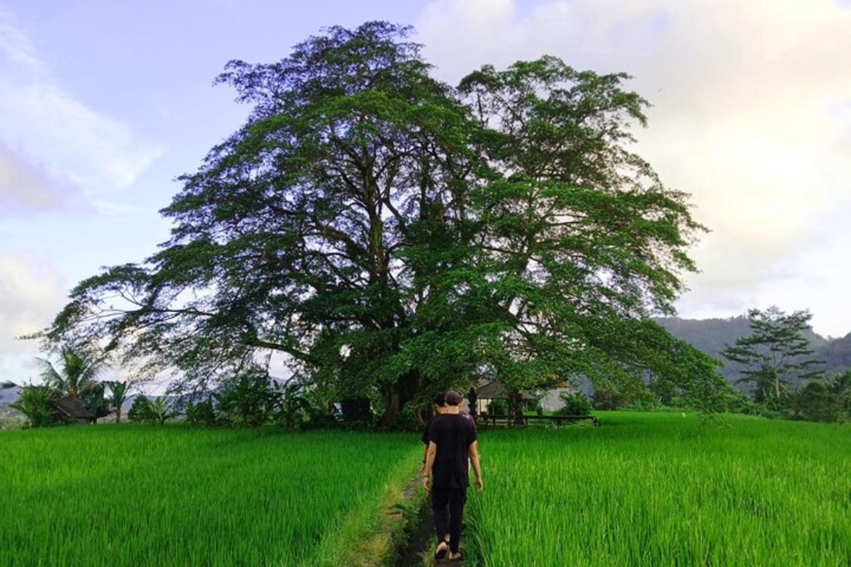 un home caminant per un camí de terra en un camp amb un arbre
