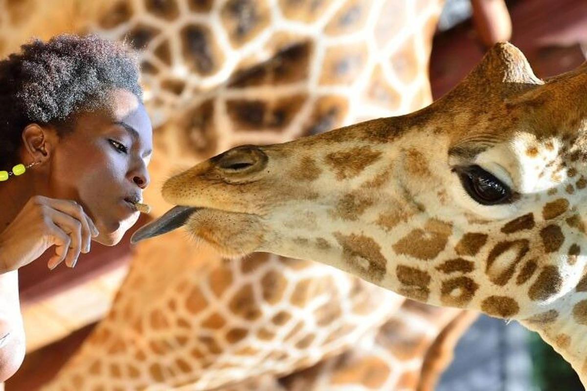 a giraffe sticking its tongue out at a girl