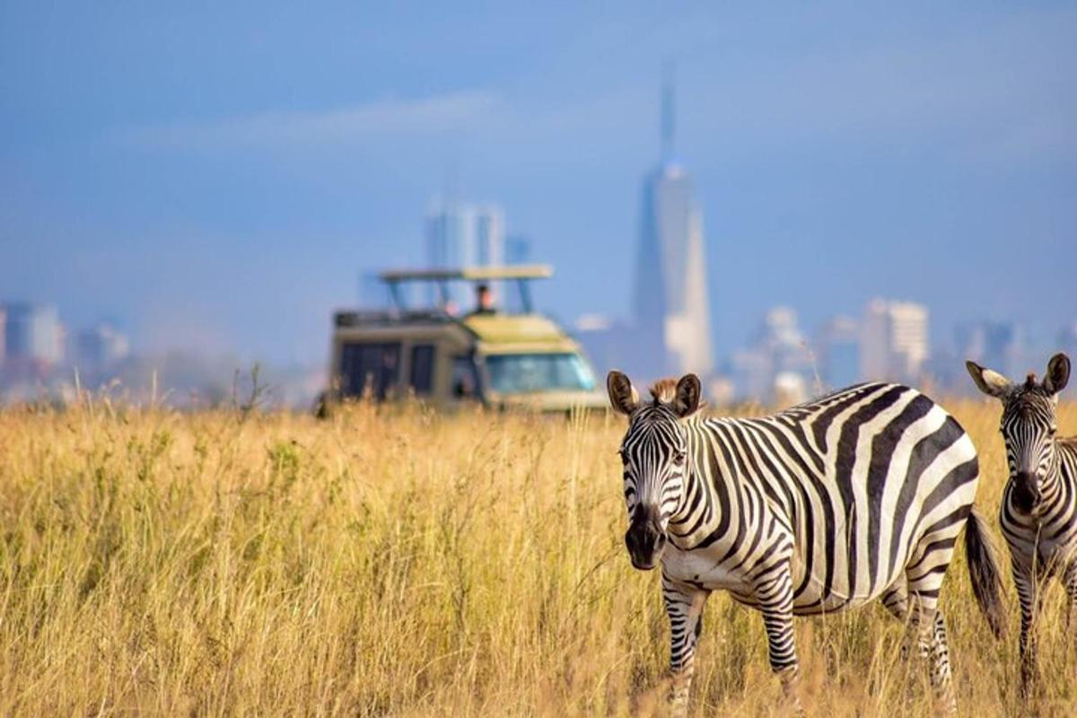 zwei Zebras stehen in einem Feld mit hohem Gras