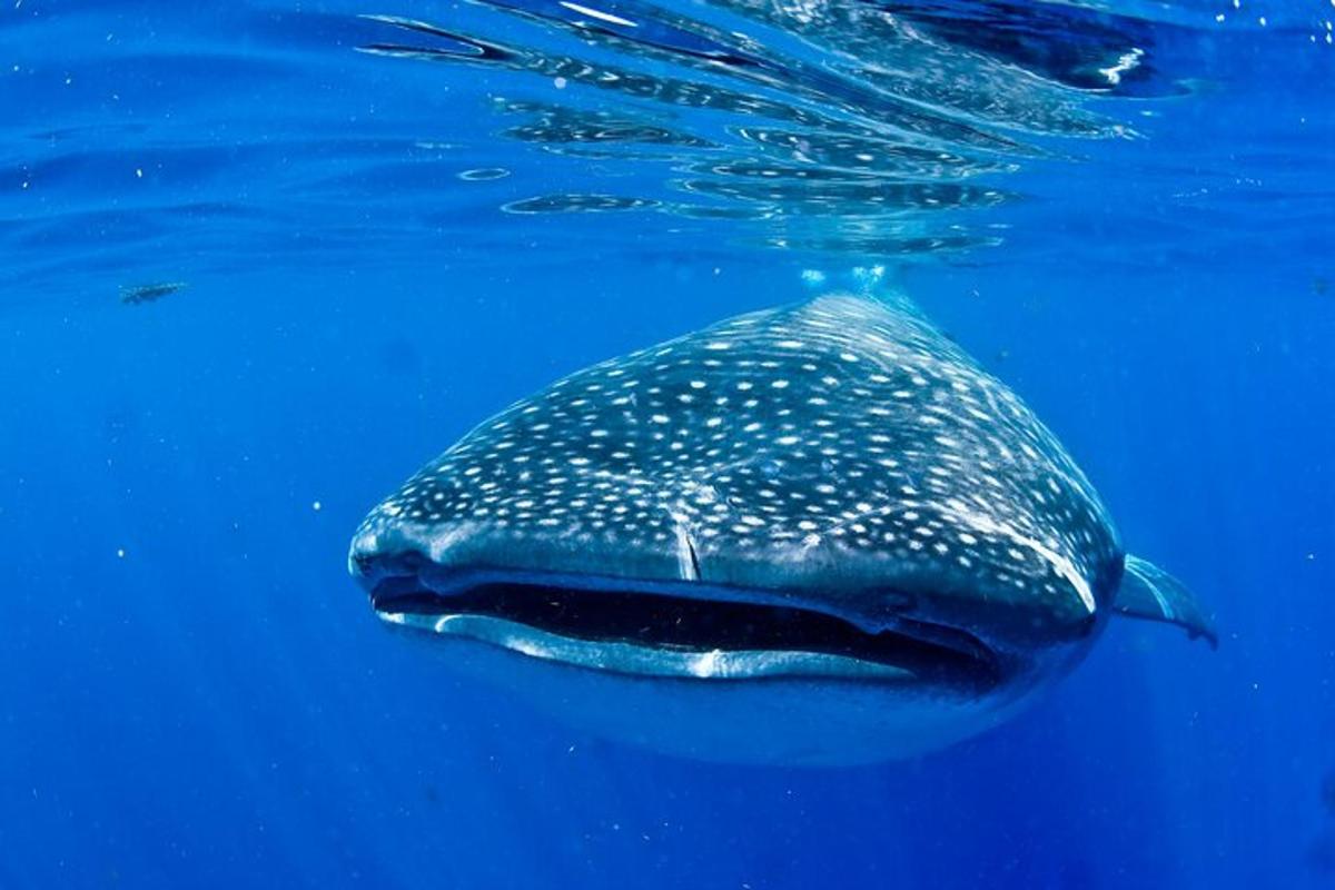 isang whale shark na lumalangoy sa tubig