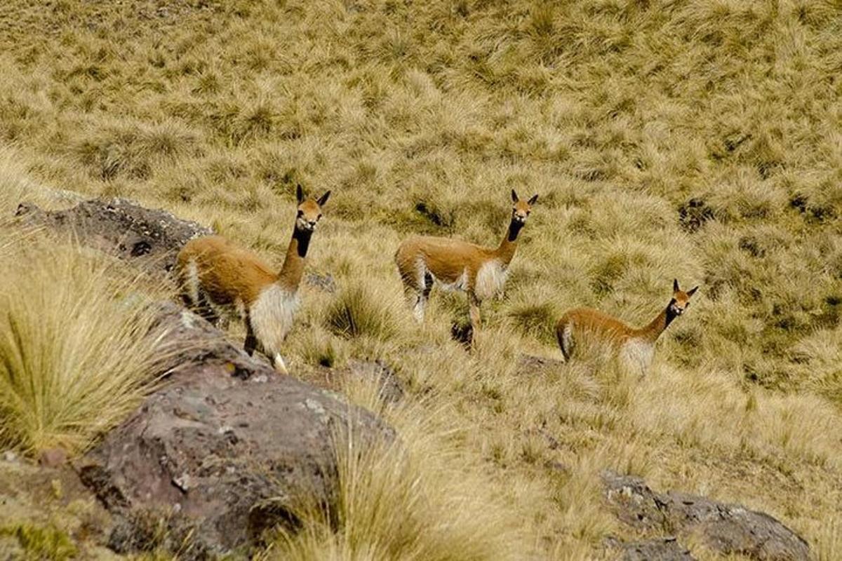 un gruppo di antilopi in piedi in un campo erboso