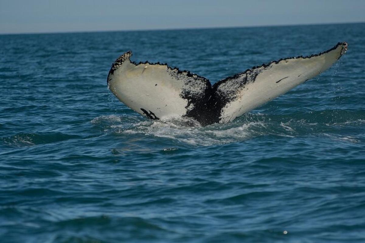 un delfino nell'oceano con la coda nell'acqua
