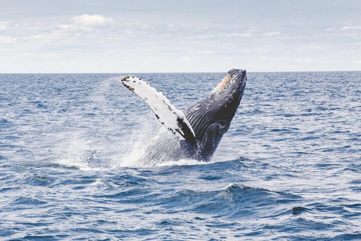 una megattera che salta fuori dall'acqua