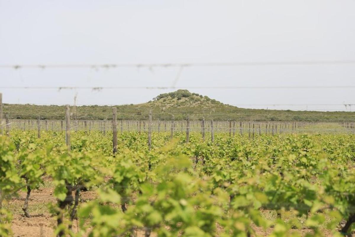 un campo di viti con una collina sullo sfondo
