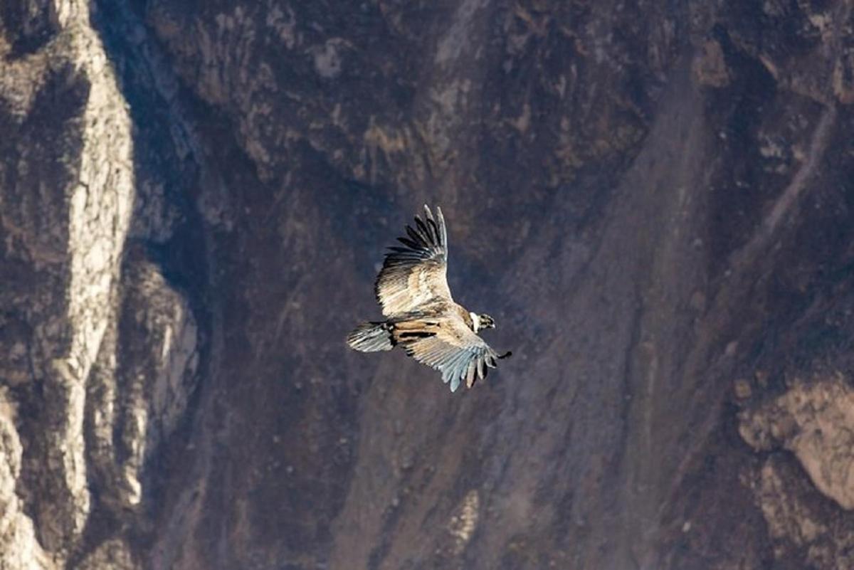 un uccello che vola nell'aria accanto a una montagna