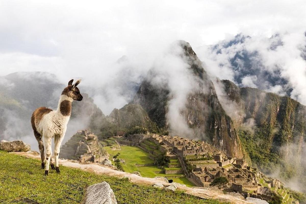 een lama die bovenop een heuvel met een berg staat