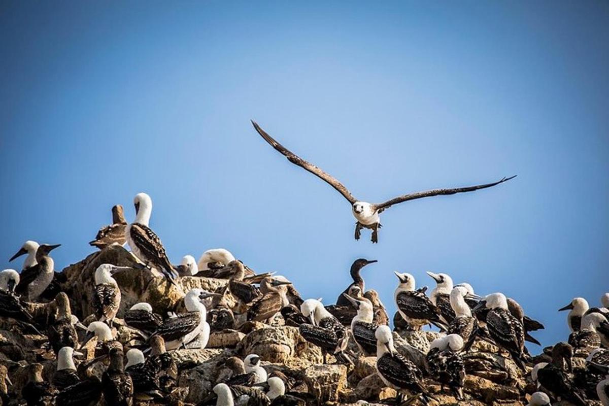 un estol d'ocells asseguts a sobre d'un munt de roques