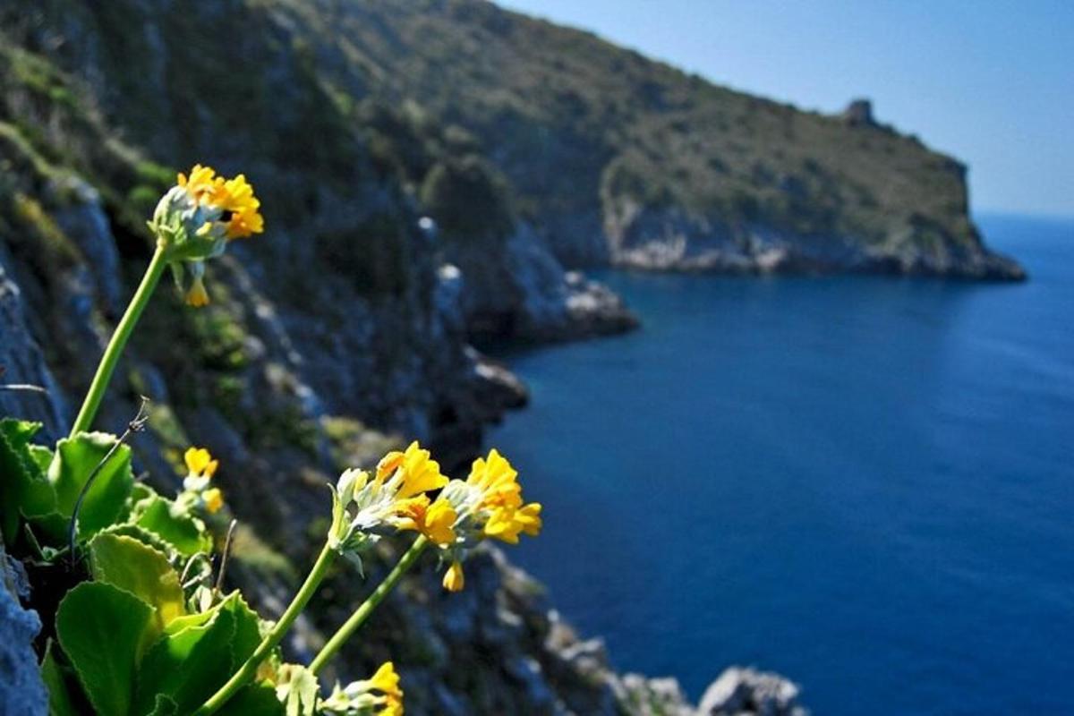 a bunch of yellow flowers on the side of a cliff