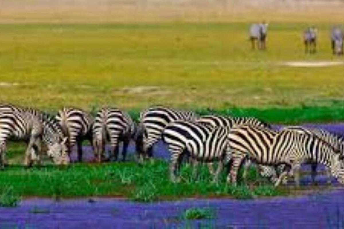 a herd of zebras drinking water from a river