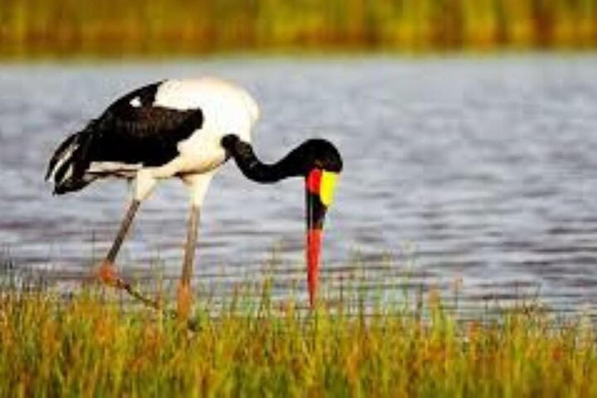 Un pájaro blanco y negro parado en el agua