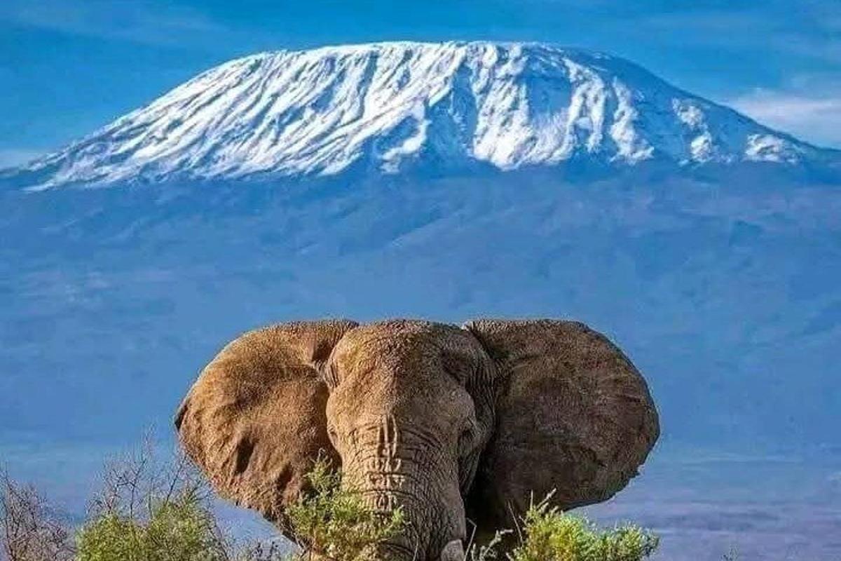 an elephant standing in front of a snow covered mountain