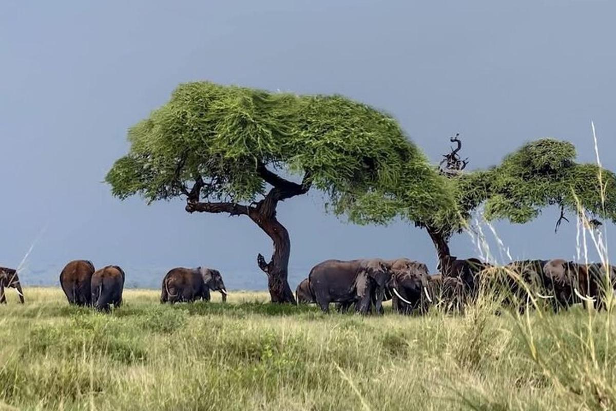 a herd of elephants standing in a field next to a tree