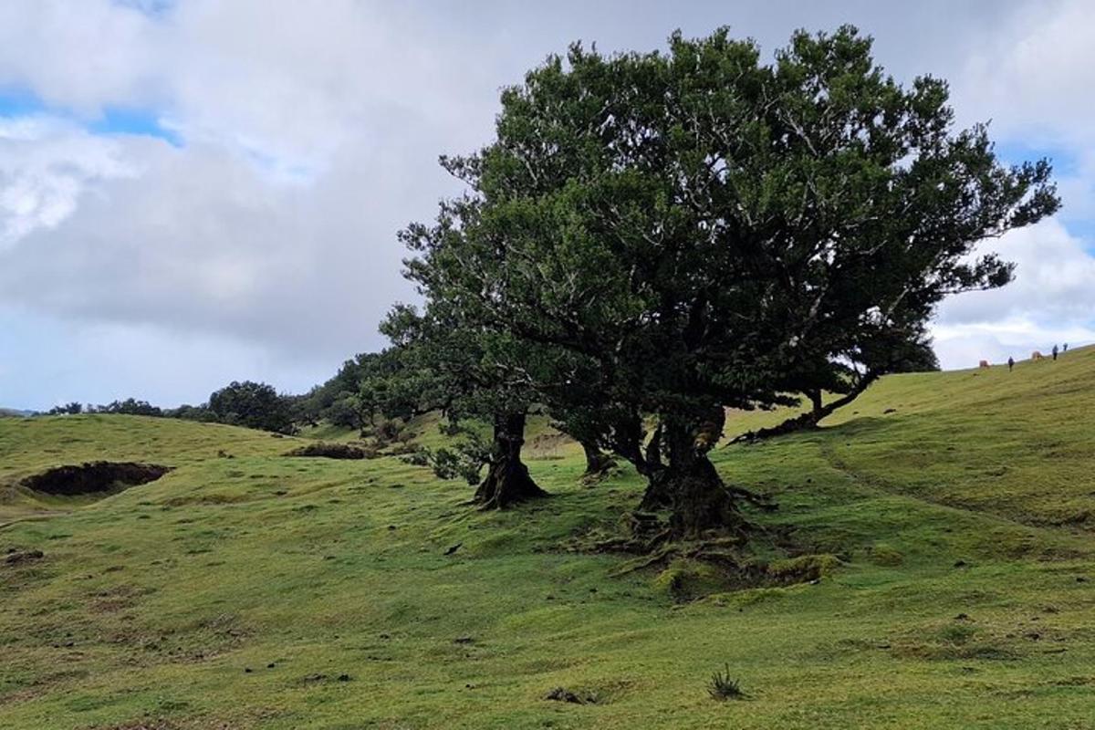 two trees on top of a grassy hill