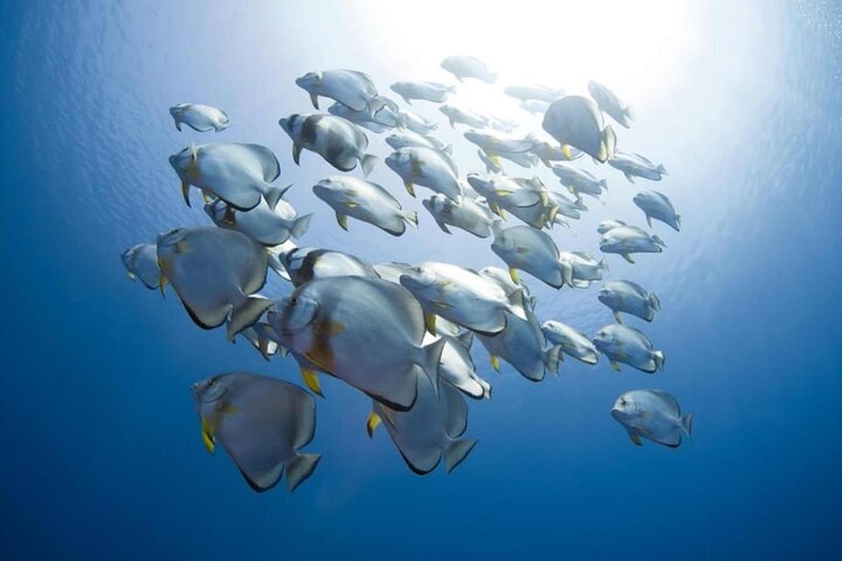 un ramat de foques nedant a l'oceà