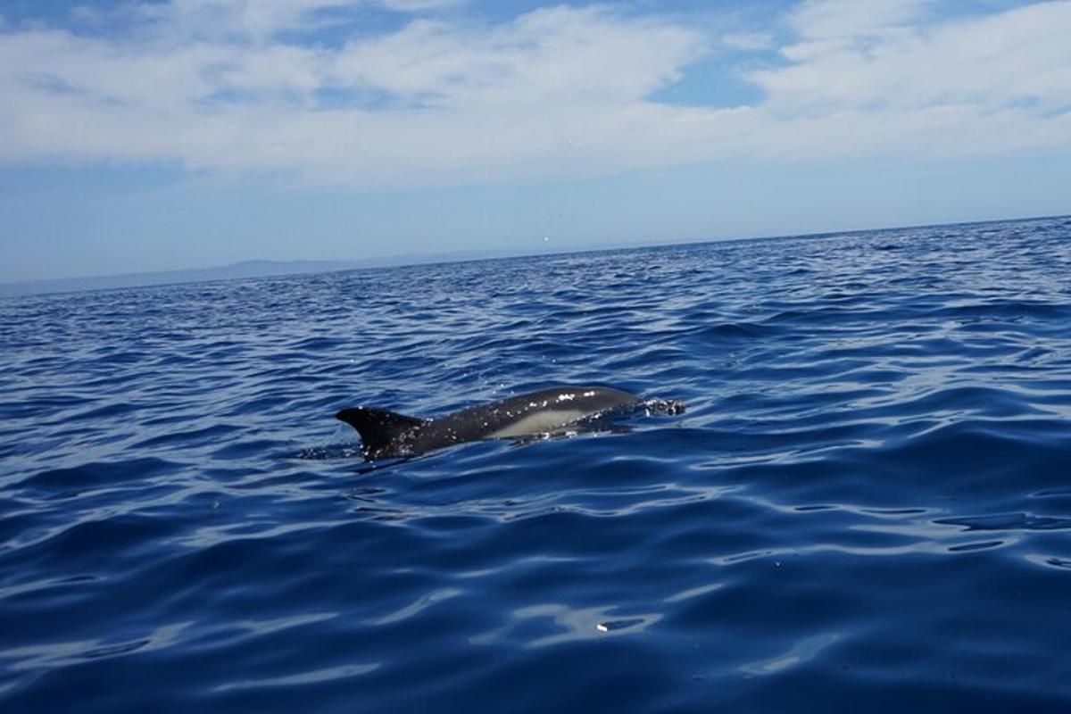 en delfin som svømmer i vannet på havet