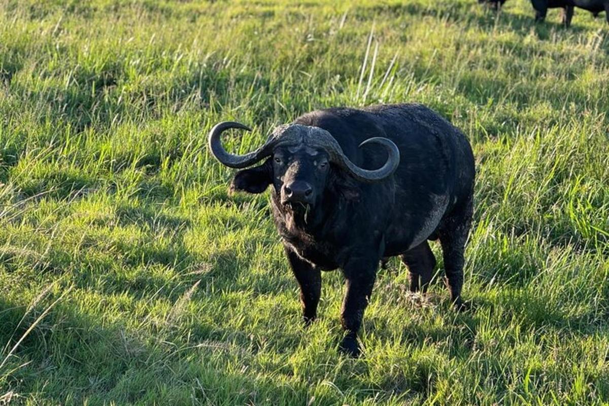 um touro com chifres longos parado em um campo