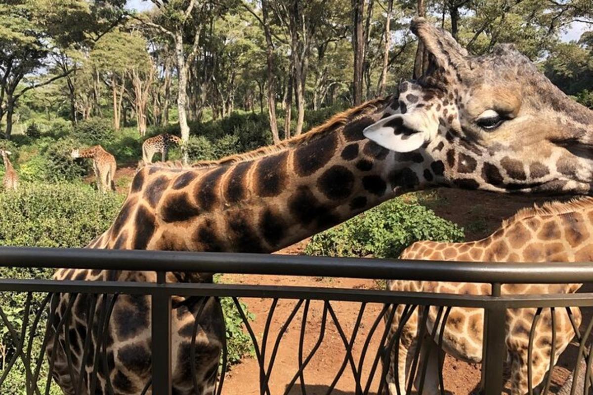 una giraffa che sporge la testa da una recinzione