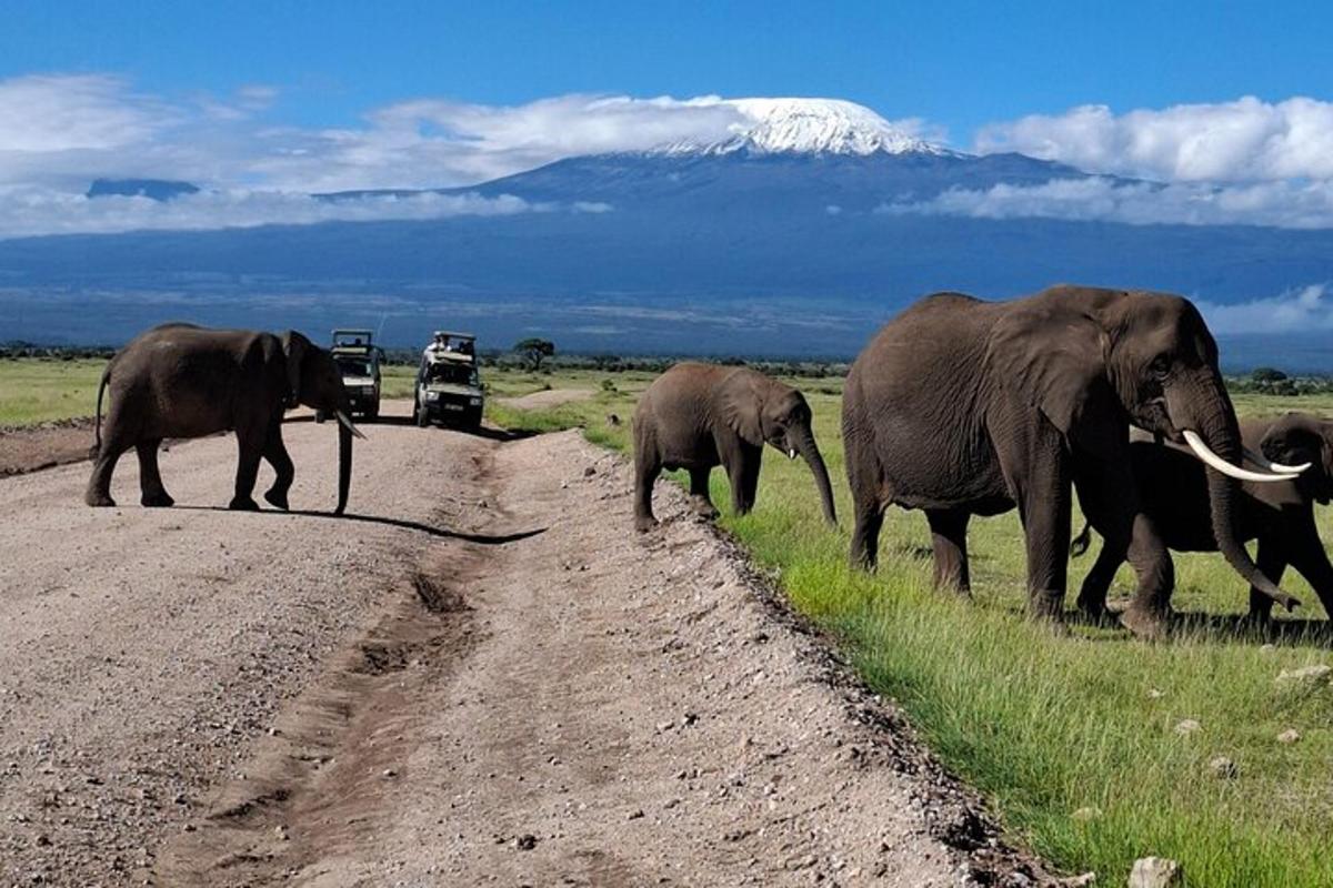un gruppo di elefanti che camminano attraverso una strada sterrata