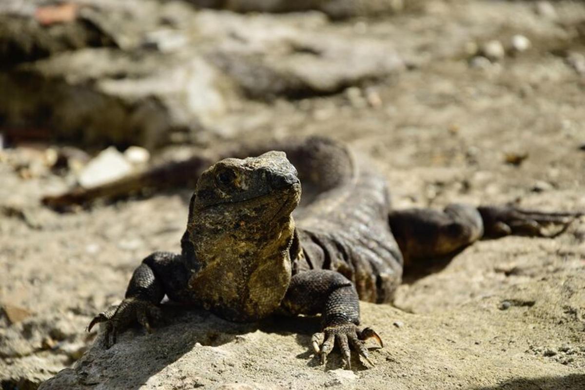 un lagarto sentado en una roca en el suelo
