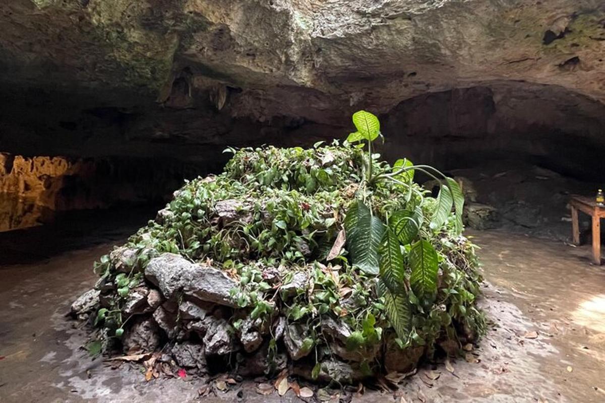 洞窟の岩の上の植物