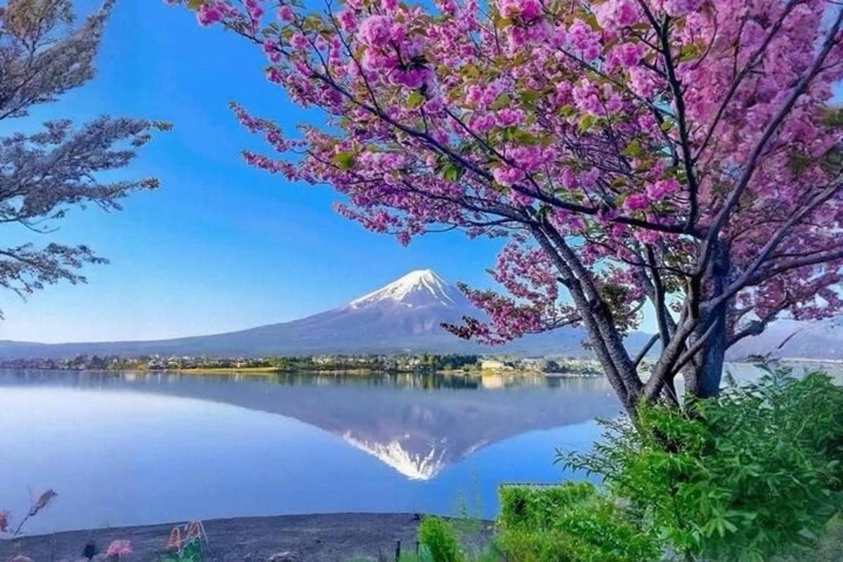 un arbre amb flors roses en un llac amb una muntanya