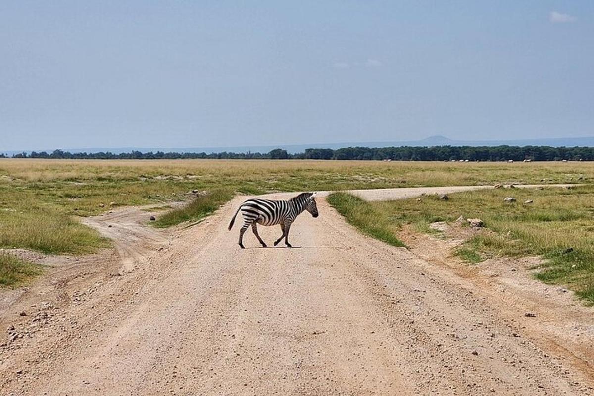 zebra prechádzajúca cez prašnú cestu v poli