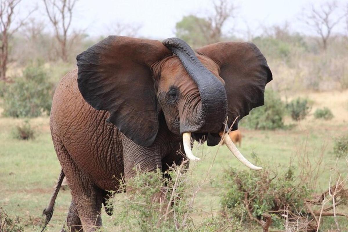an elephant standing in a field with its trunk