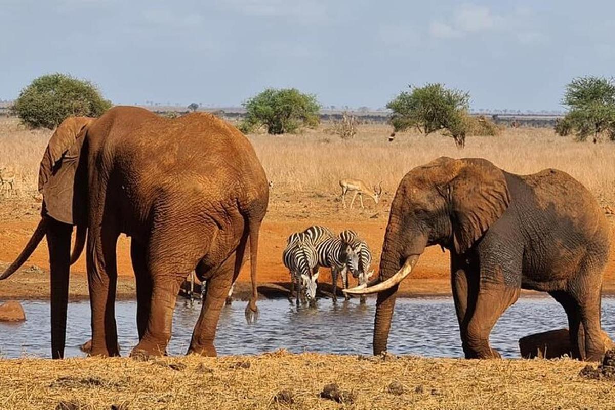two elephants and a zebra standing at a watering hole
