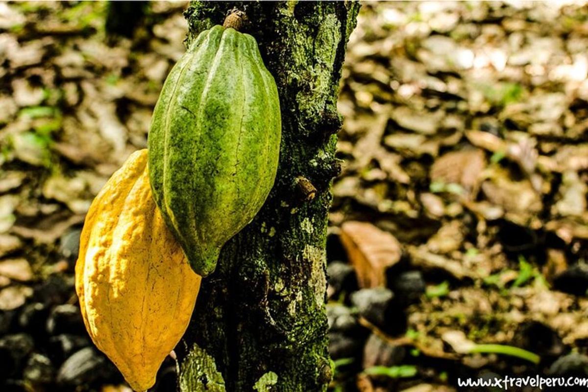 una pianta verde che cresce sul lato di un albero