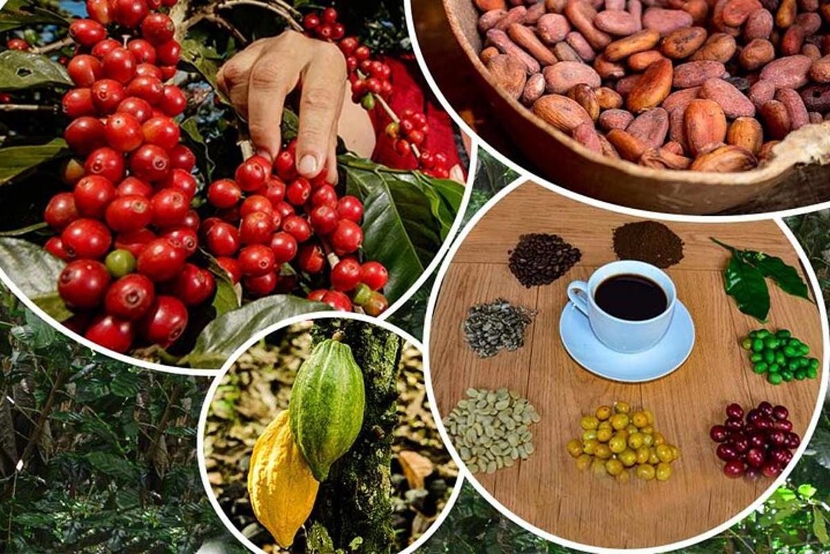 un collage di immagini di diversi frutti e verdure